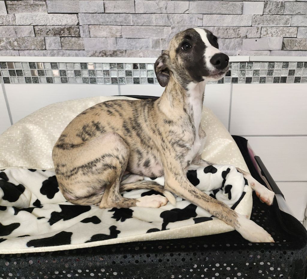 du chateau d'o-riant - Chiot disponible  - Whippet