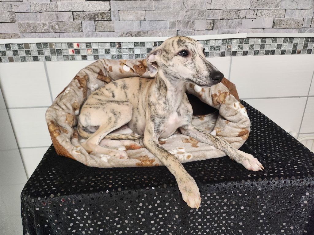 du chateau d'o-riant - Chiot disponible  - Whippet