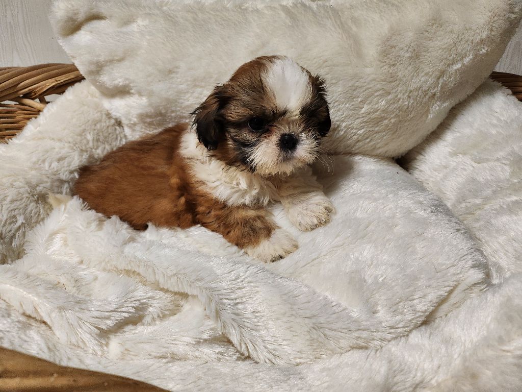 du chateau d'o-riant - Chiot disponible  - Shih Tzu