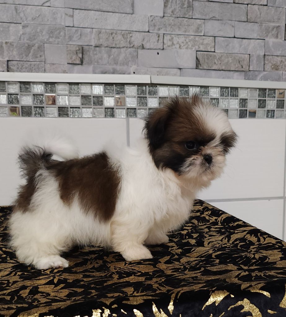 du chateau d'o-riant - Chiot disponible  - Shih Tzu