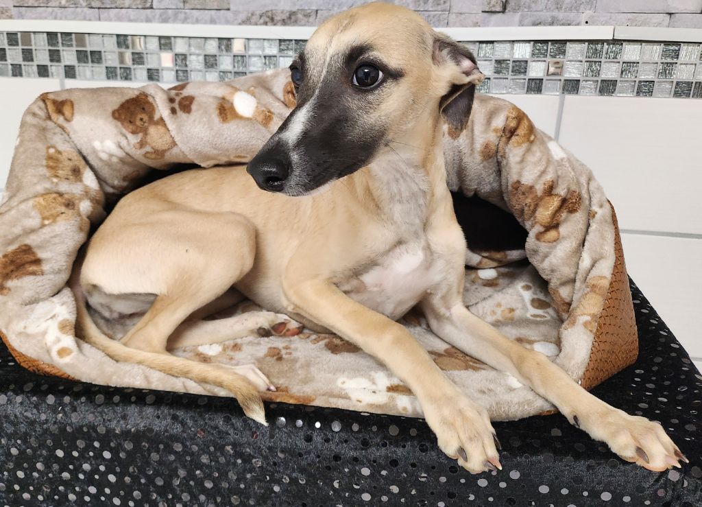 du chateau d'o-riant - Chiot disponible  - Whippet