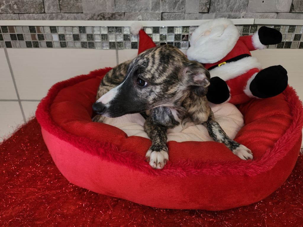 du chateau d'o-riant - Chiot disponible  - Whippet