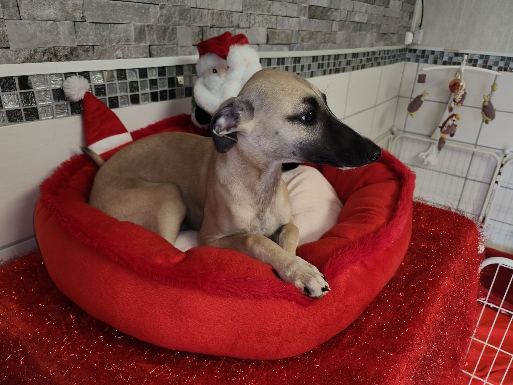 du chateau d'o-riant - Chiot disponible  - Whippet