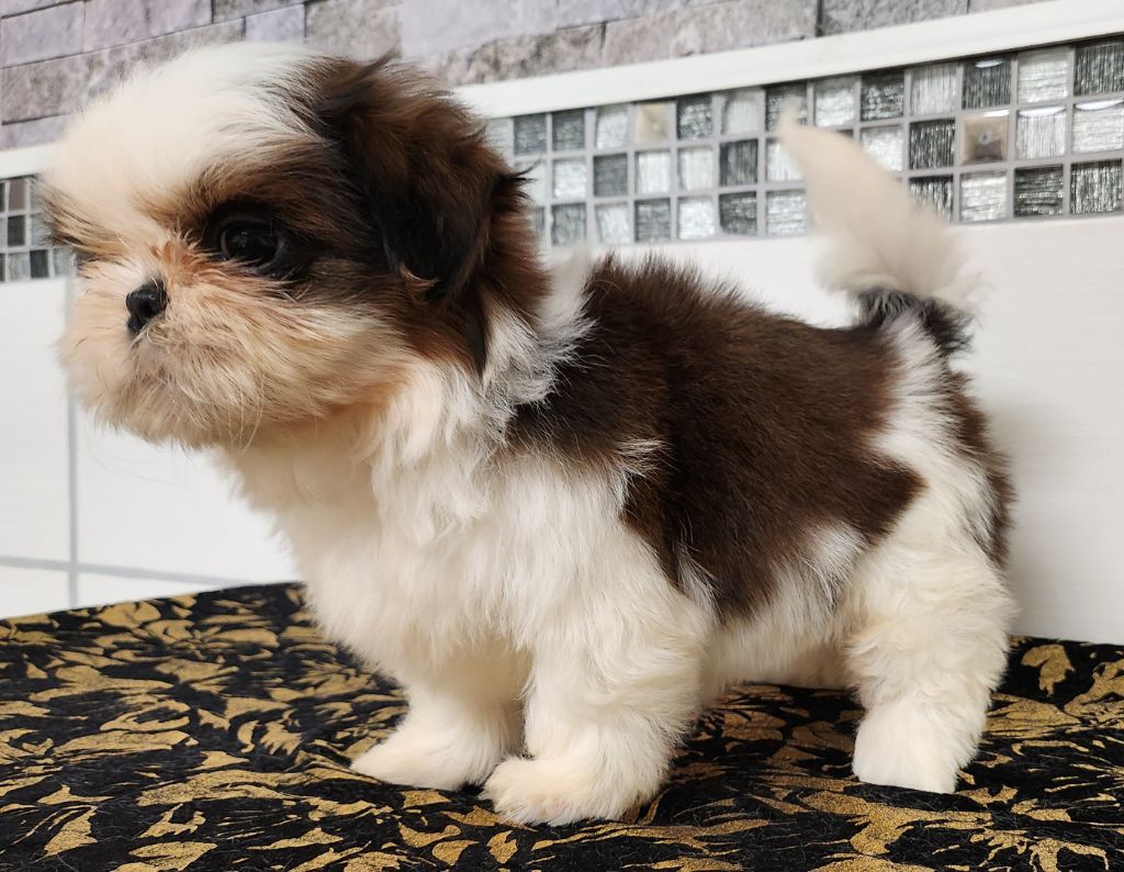 du chateau d'o-riant - Chiot disponible  - Shih Tzu