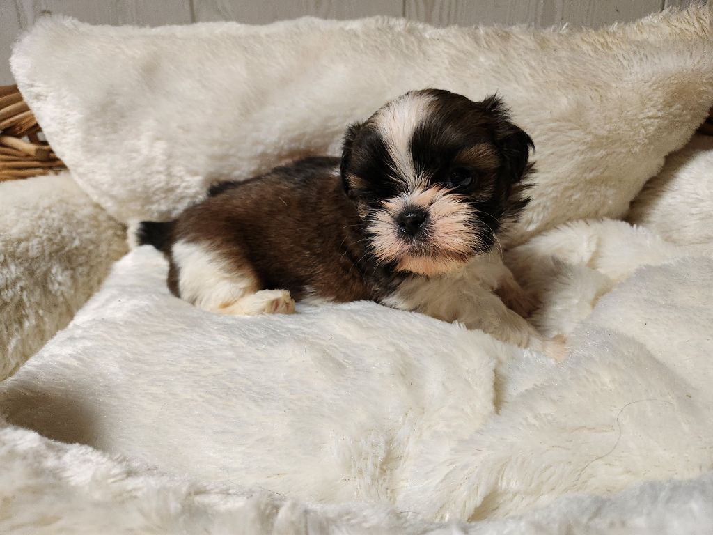 du chateau d'o-riant - Chiot disponible  - Shih Tzu