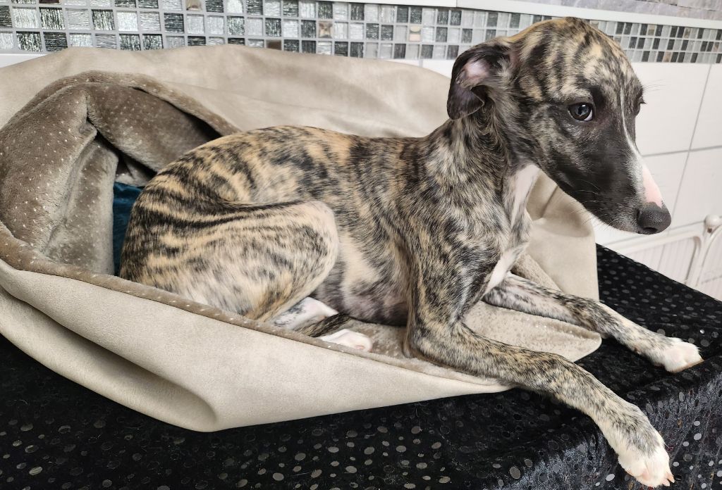 du chateau d'o-riant - Chiot disponible  - Whippet