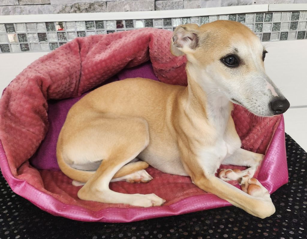 du chateau d'o-riant - Chiot disponible  - Whippet