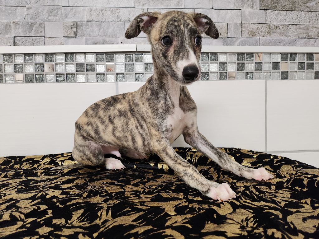 du chateau d'o-riant - Chiot disponible  - Whippet