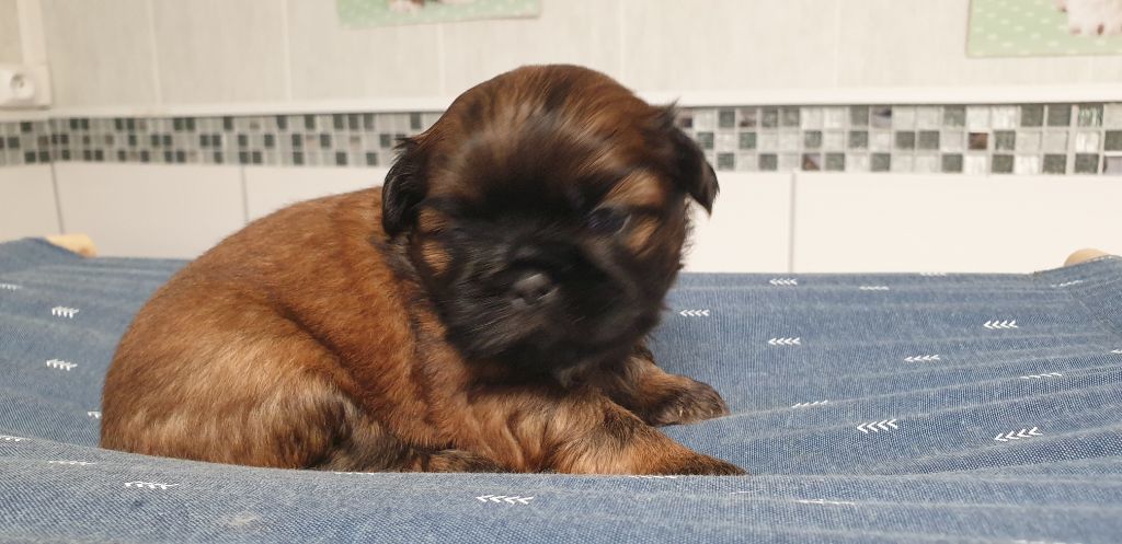 du chateau d'o-riant - Chiot disponible  - Shih Tzu