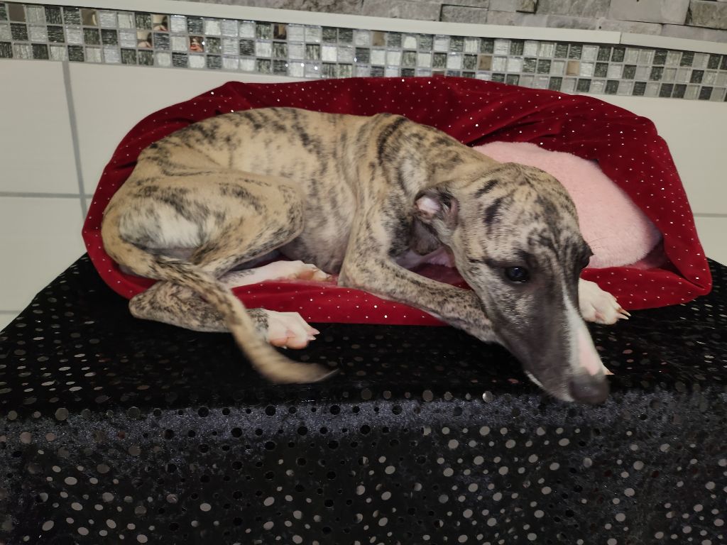 du chateau d'o-riant - Chiot disponible  - Whippet