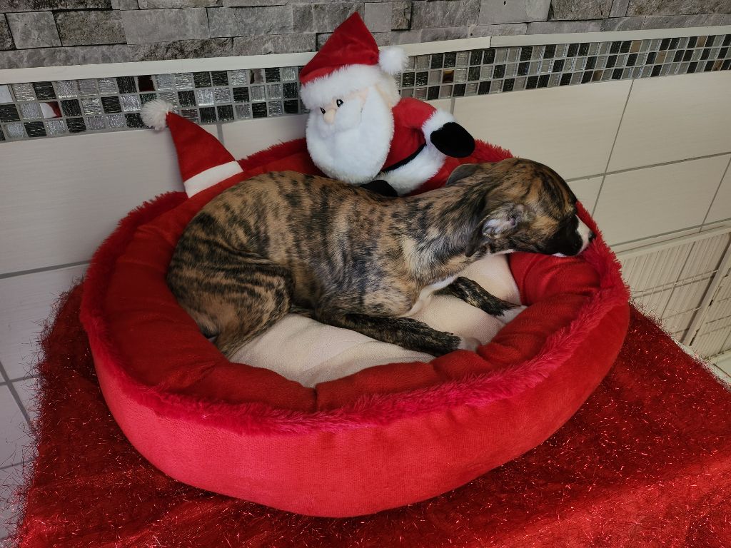 du chateau d'o-riant - Chiot disponible  - Whippet