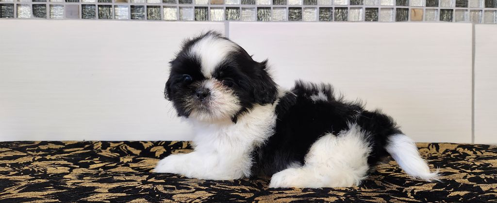 du chateau d'o-riant - Chiot disponible  - Shih Tzu