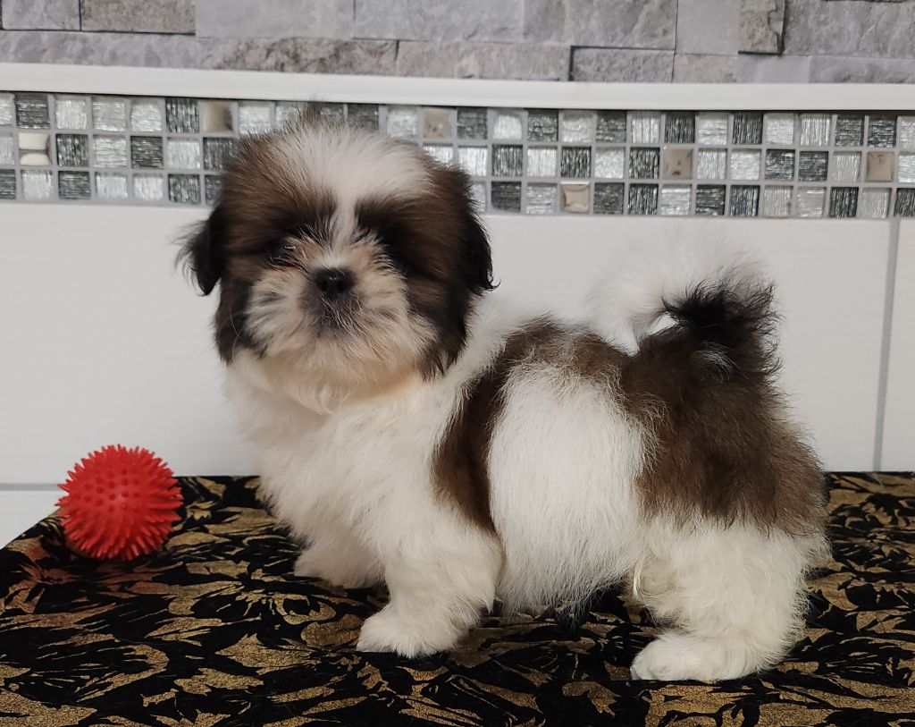 du chateau d'o-riant - Chiot disponible  - Shih Tzu