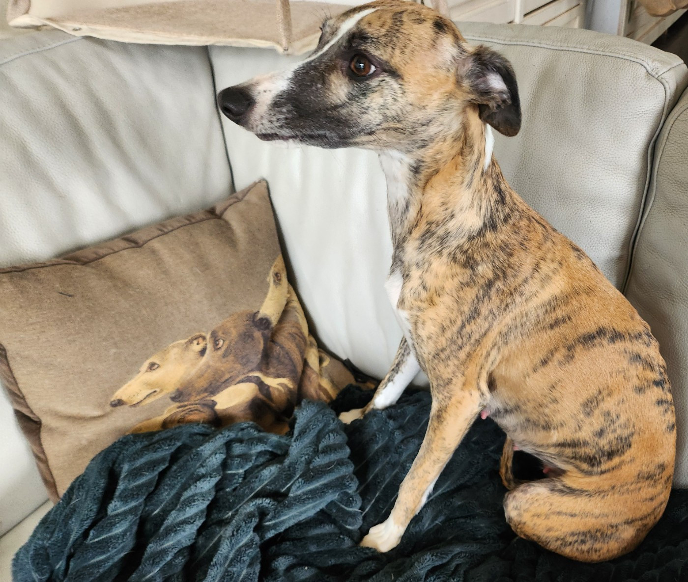 TIGRESSE du chateau d'o-riant