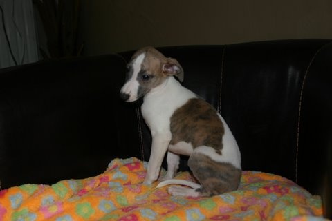 du chateau d'o-riant - Whippet - Portée née le 10/09/2010