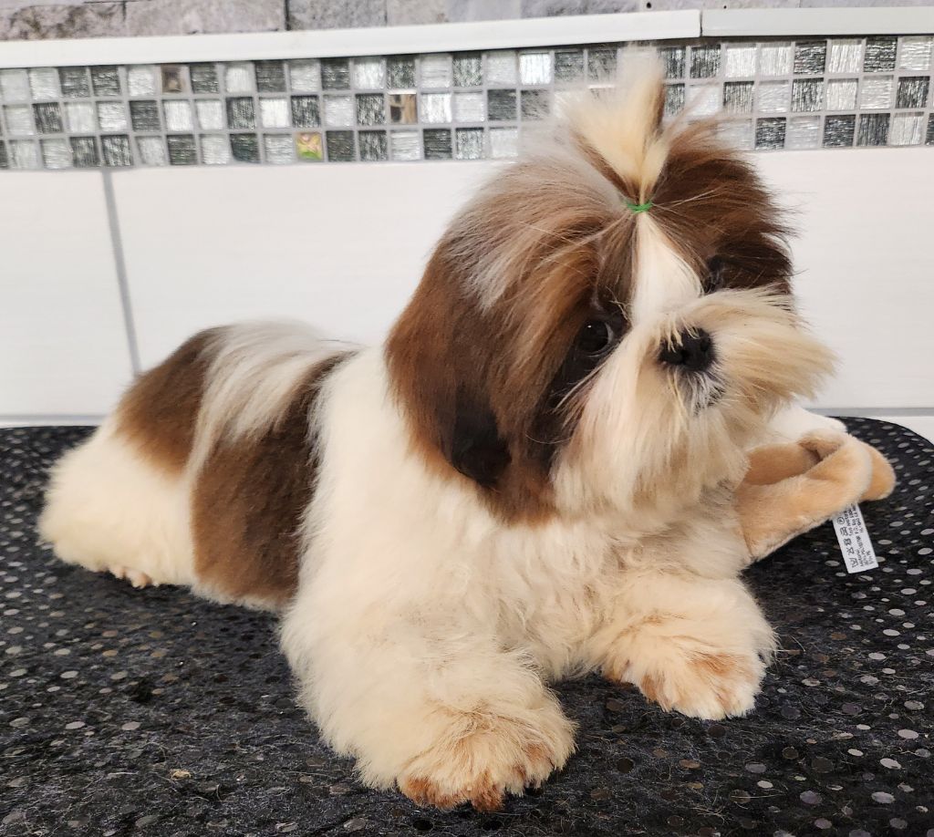 du chateau d'o-riant - Chiots disponibles - Shih Tzu
