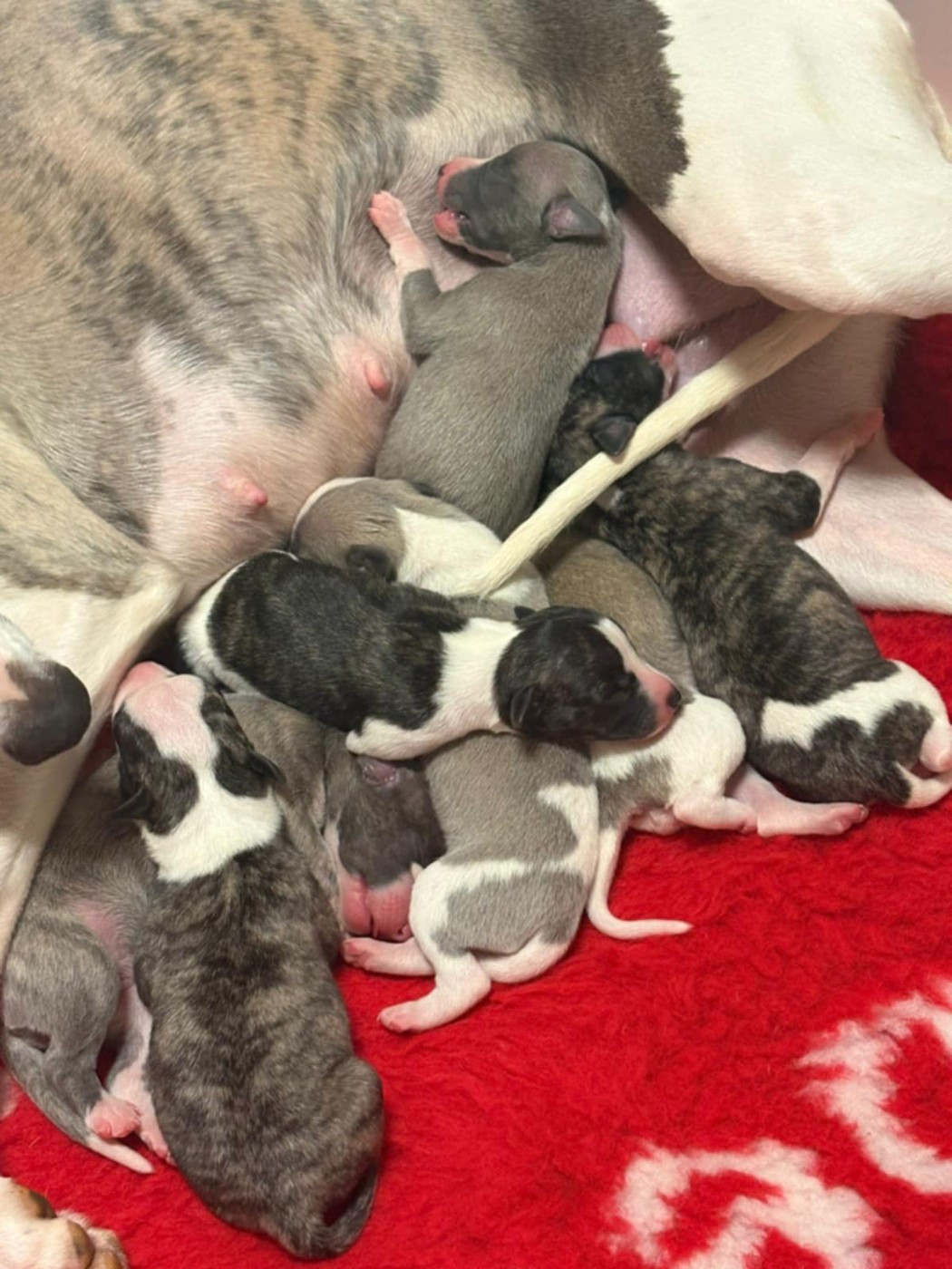 Chiot Whippet du chateau d'o-riant