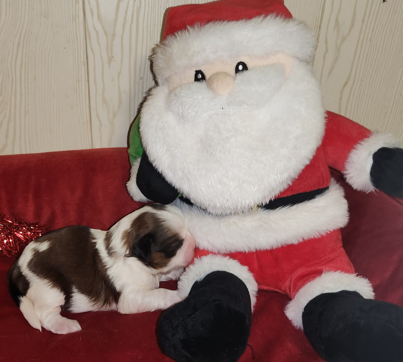du chateau d'o-riant - Chiots disponibles - Shih Tzu