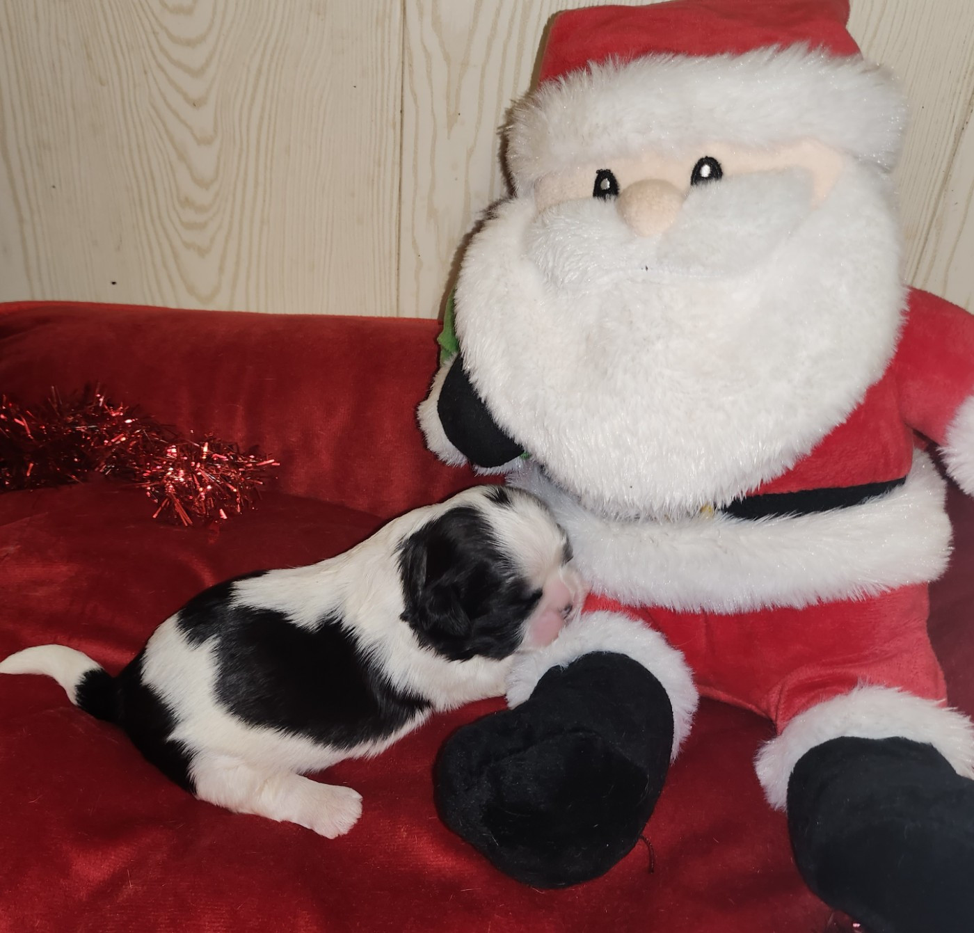 du chateau d'o-riant - Chiots disponibles - Shih Tzu