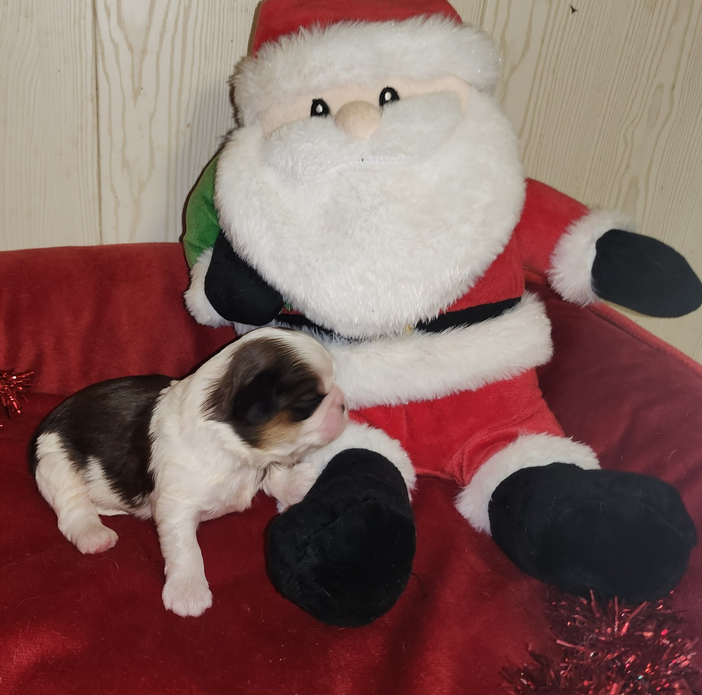 du chateau d'o-riant - Chiots disponibles - Shih Tzu