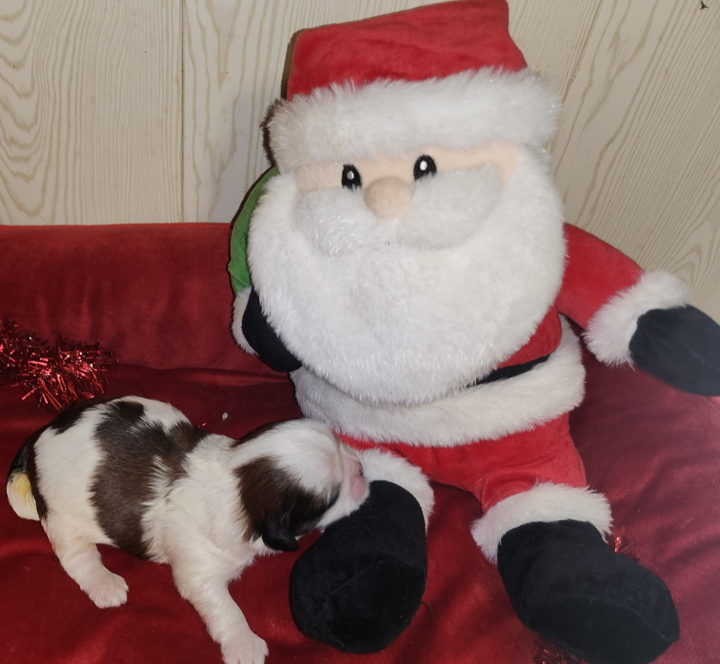 du chateau d'o-riant - Chiots disponibles - Shih Tzu