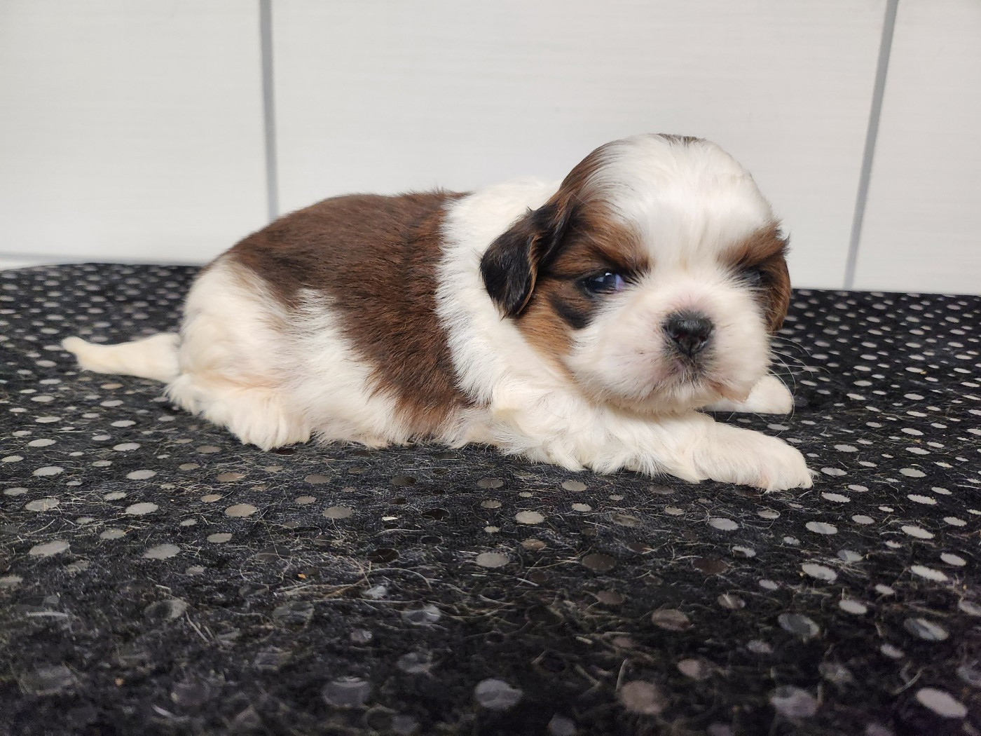 du chateau d'o-riant - Chiots disponibles - Shih Tzu