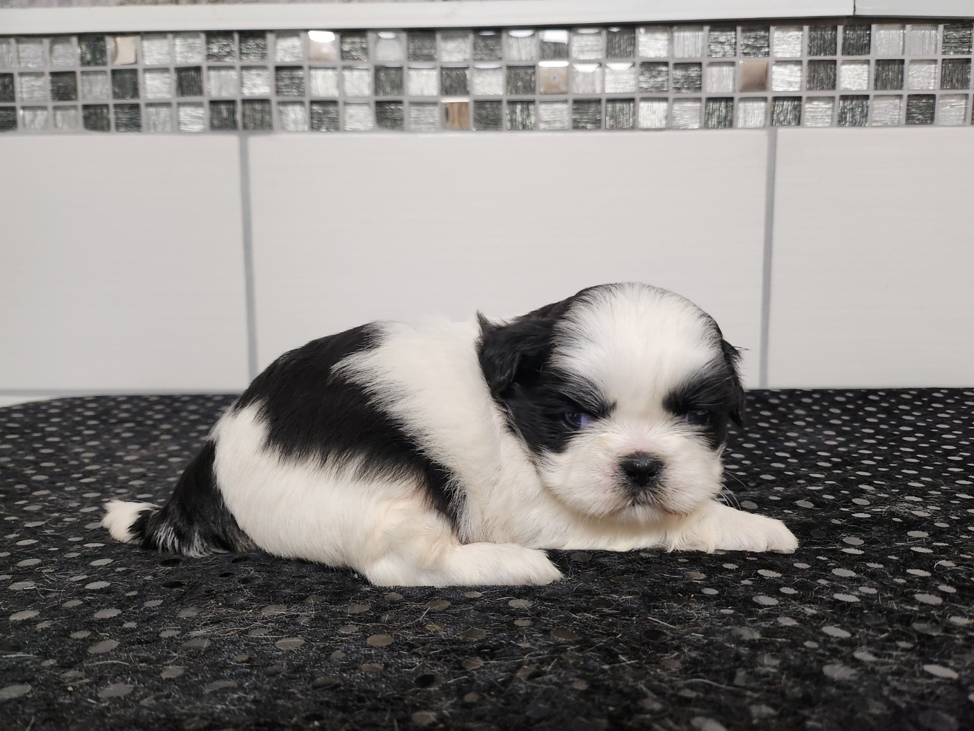 du chateau d'o-riant - Chiots disponibles - Shih Tzu