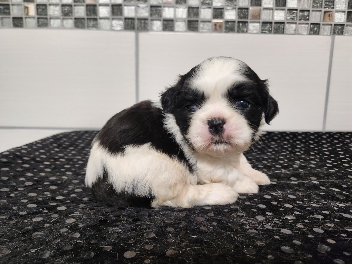 du chateau d'o-riant - Chiots disponibles - Shih Tzu
