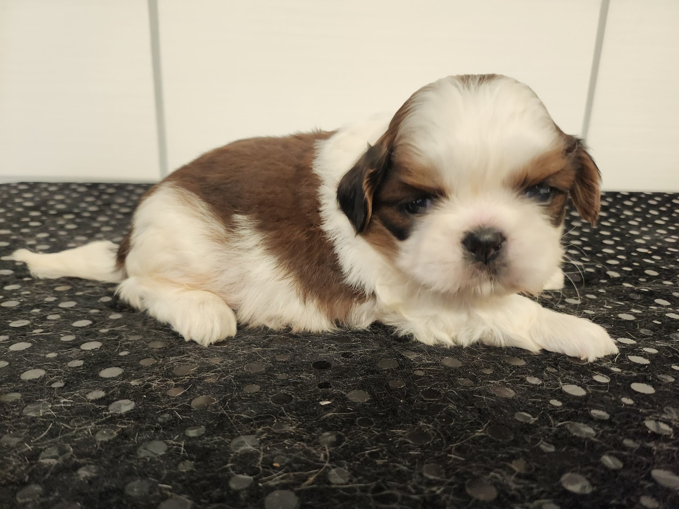 du chateau d'o-riant - Chiots disponibles - Shih Tzu
