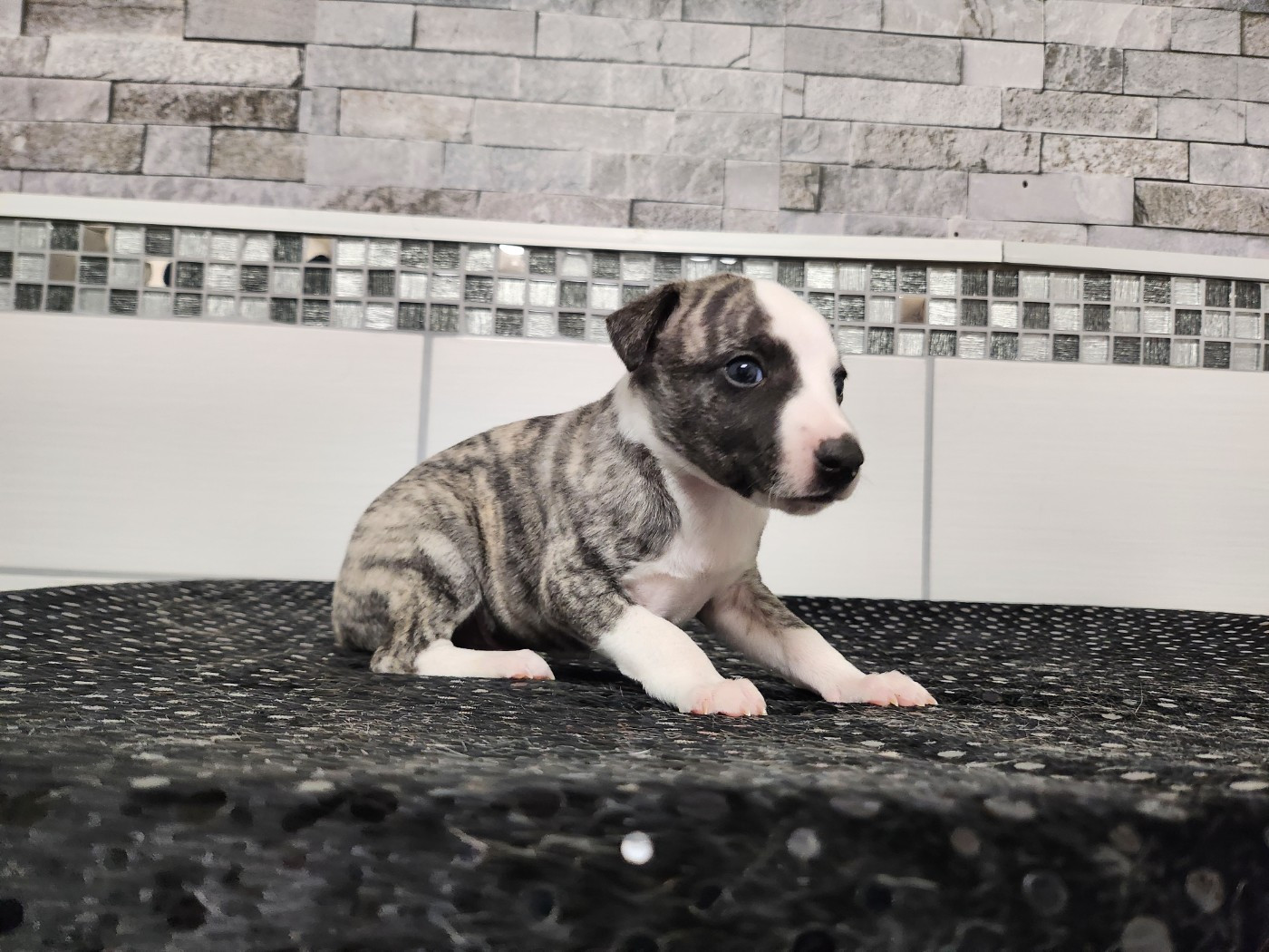 du chateau d'o-riant - Chiots disponibles - Whippet