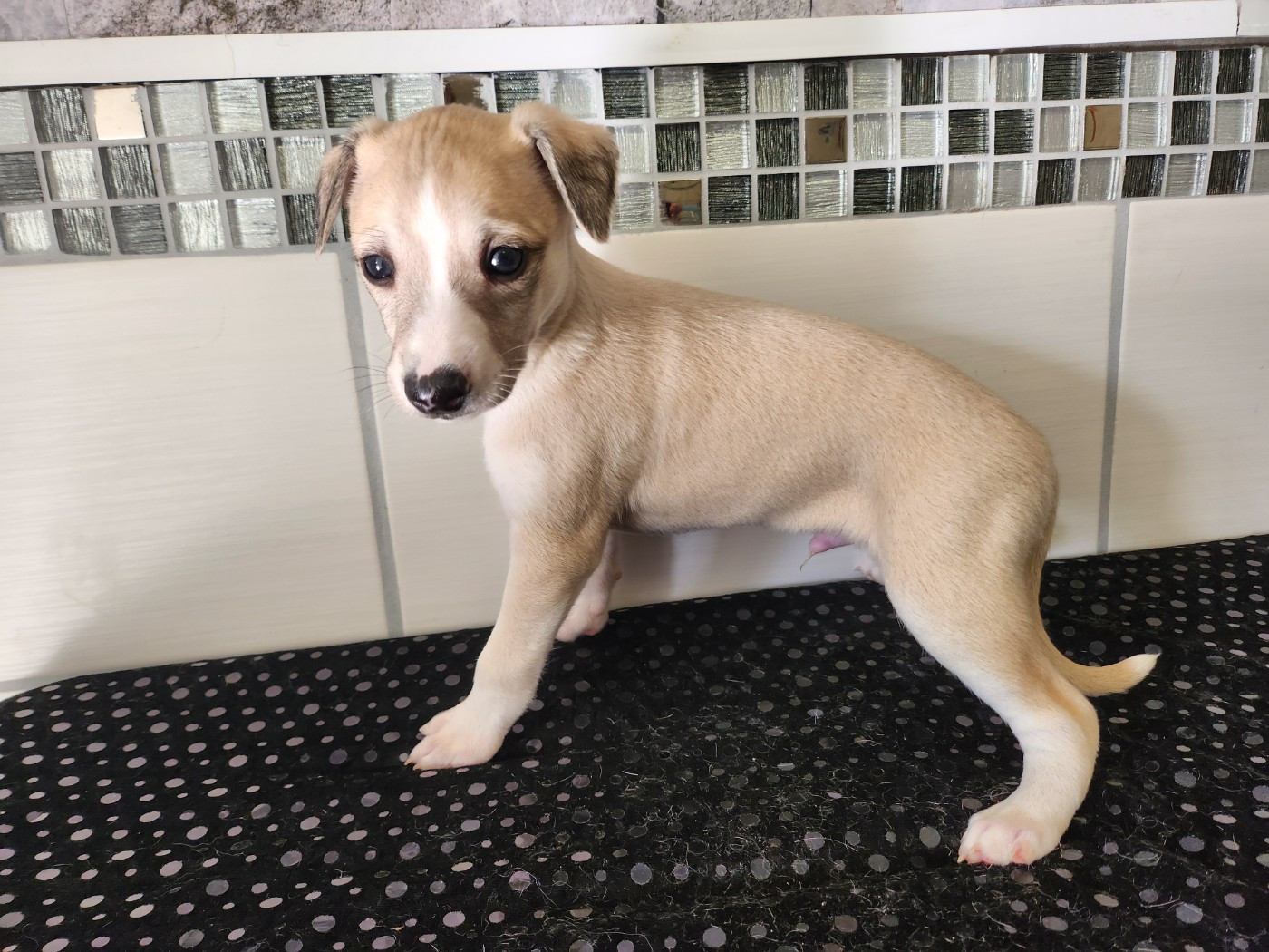 du chateau d'o-riant - Chiots disponibles - Whippet