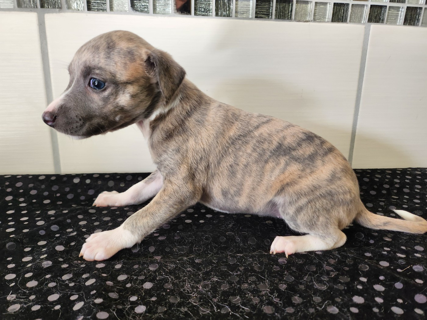 du chateau d'o-riant - Chiots disponibles - Whippet