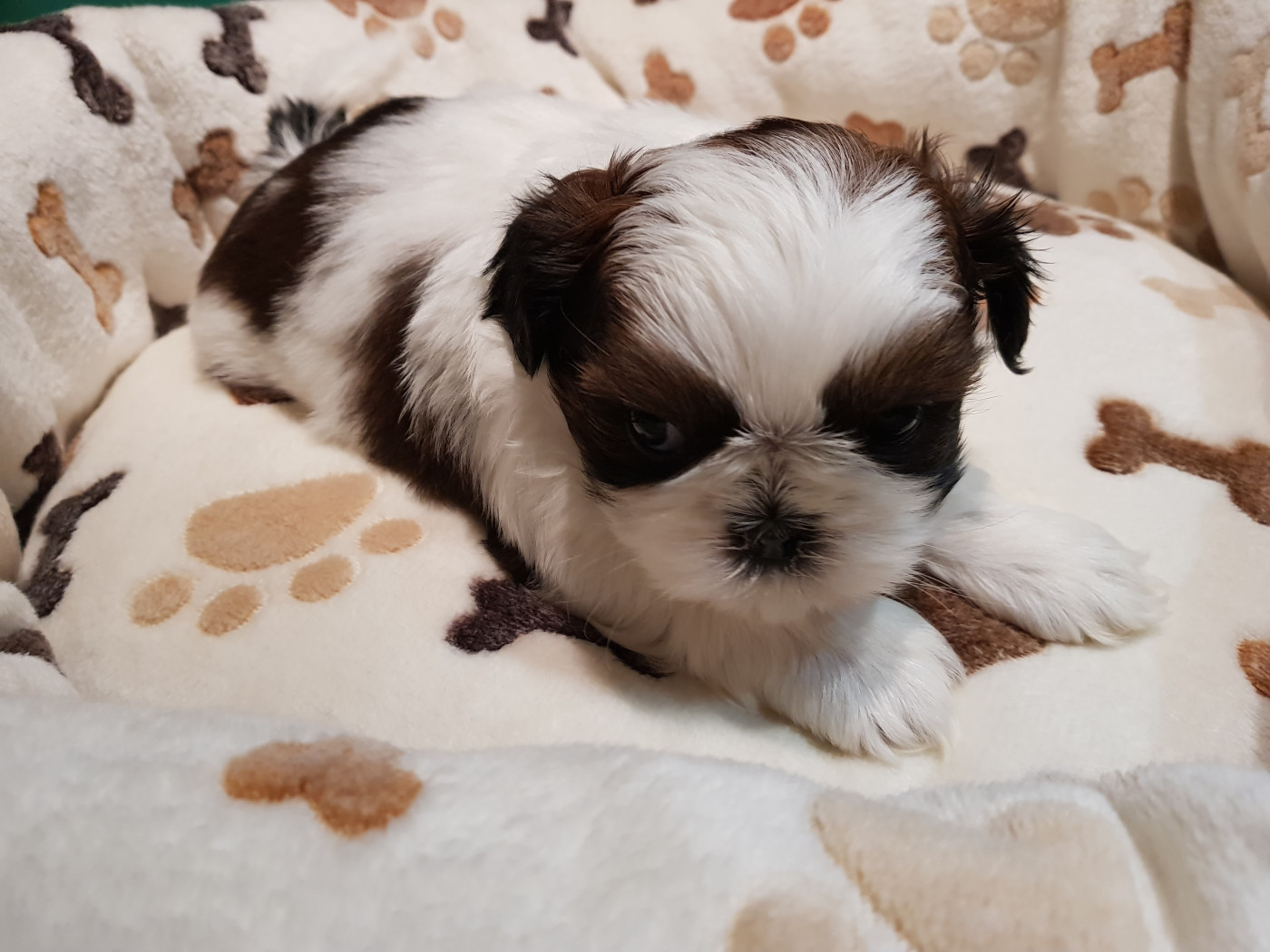 du chateau d'o-riant - Chiots disponibles - Shih Tzu