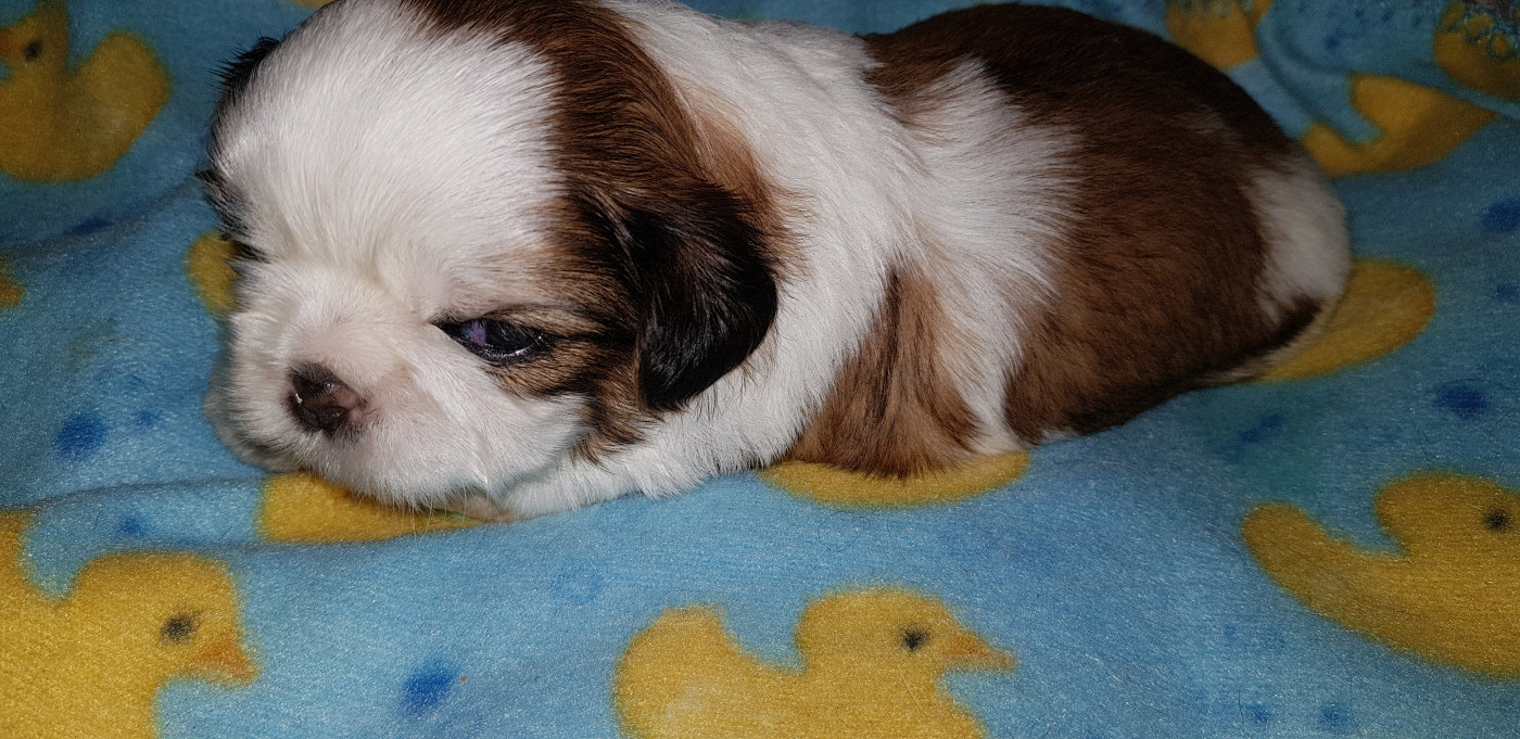 du chateau d'o-riant - Chiots disponibles - Shih Tzu