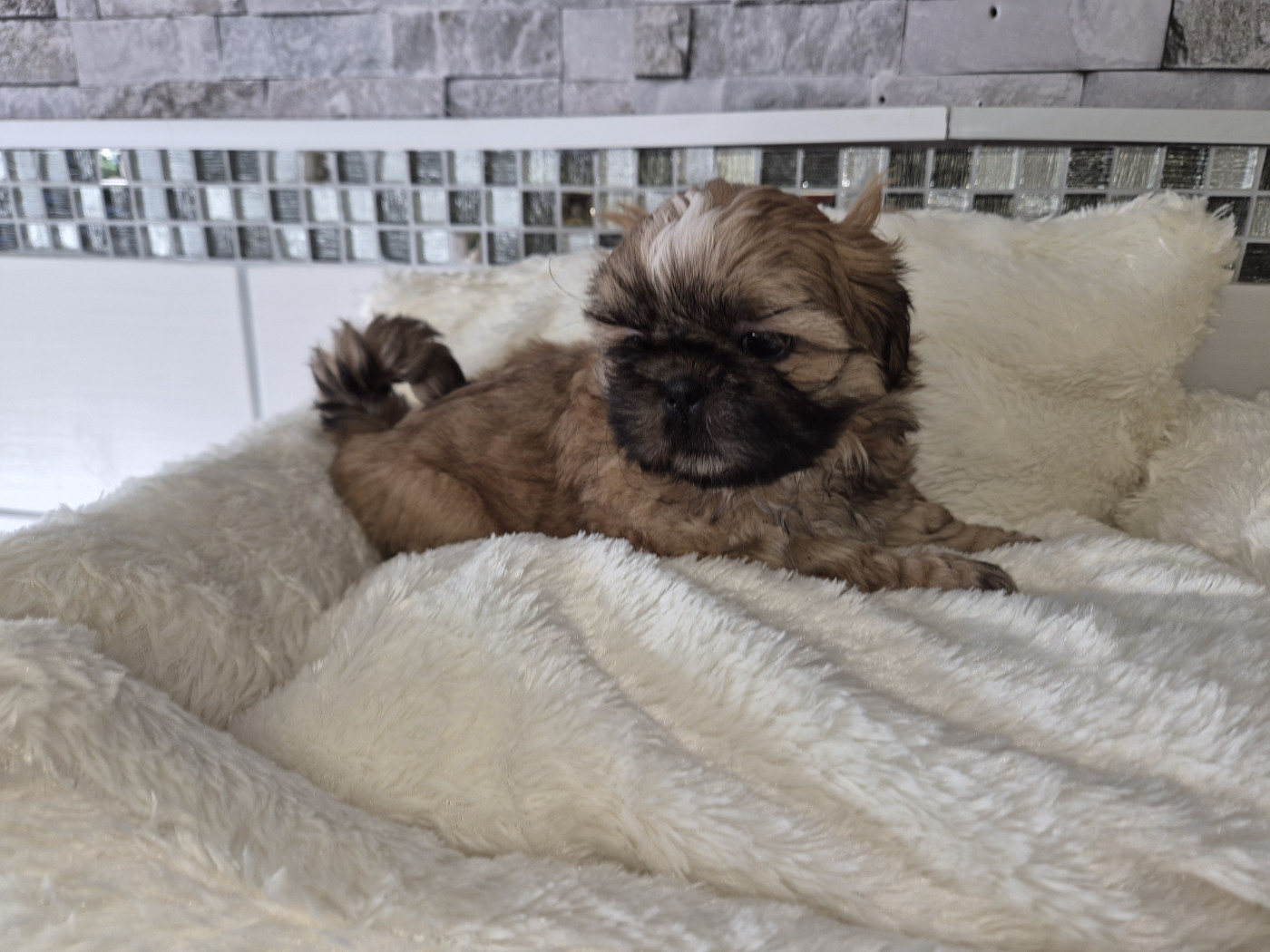 du chateau d'o-riant - Chiots disponibles - Shih Tzu