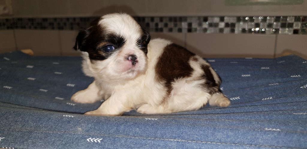 du chateau d'o-riant - Chiots disponibles - Shih Tzu