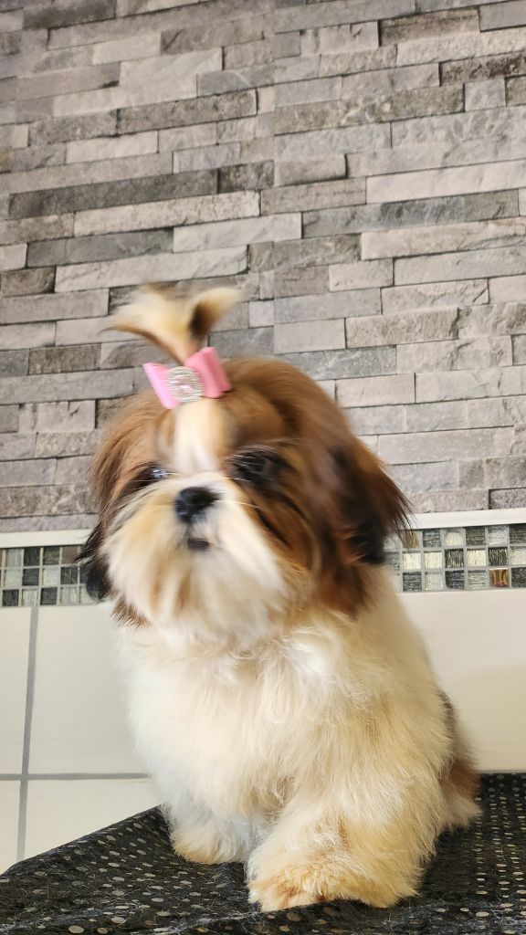 du chateau d'o-riant - Chiots disponibles - Shih Tzu