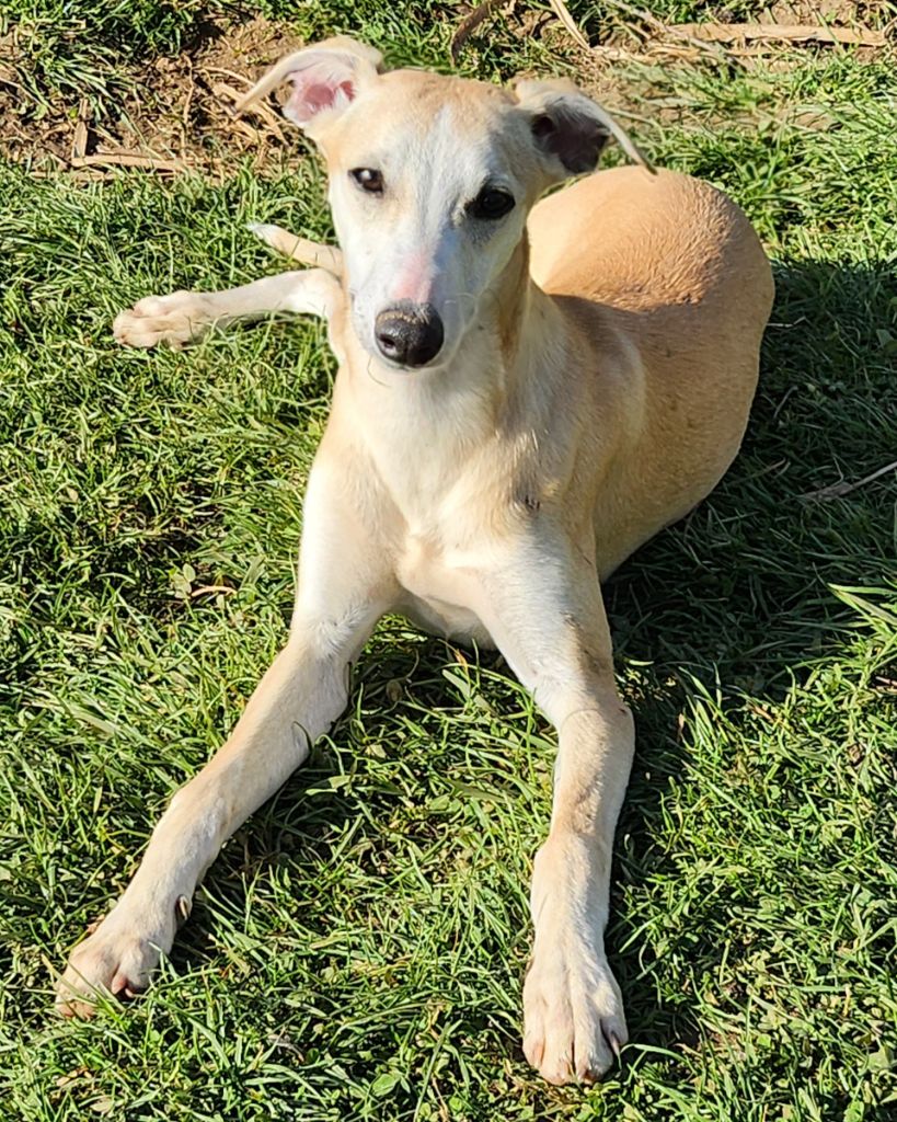 du chateau d'o-riant - Chiots disponibles - Whippet