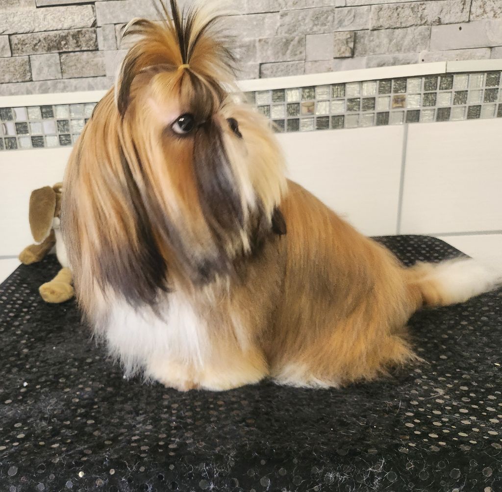du chateau d'o-riant - Shih Tzu - Portée née le 01/12/2024