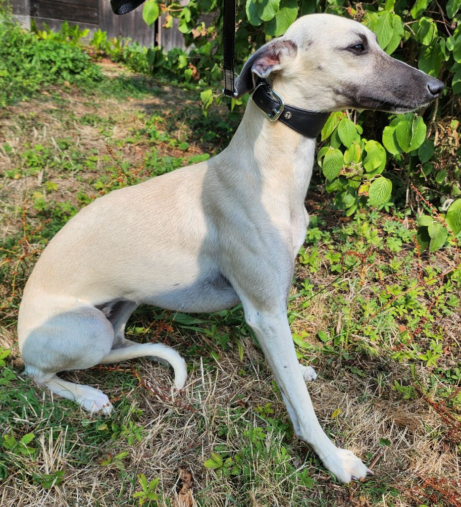du chateau d'o-riant - Chiots disponibles - Whippet