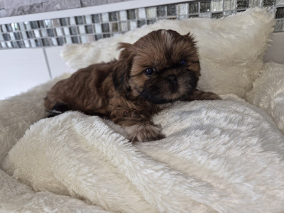 Chiot N°1