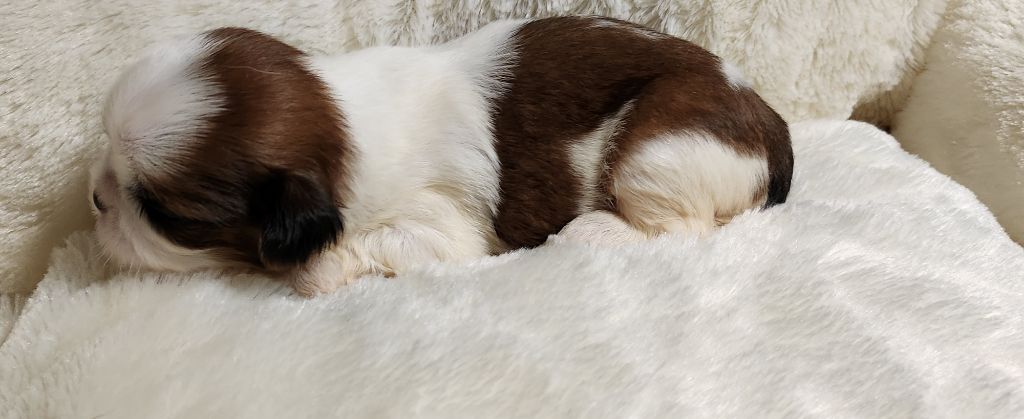 du chateau d'o-riant - Chiots disponibles - Shih Tzu