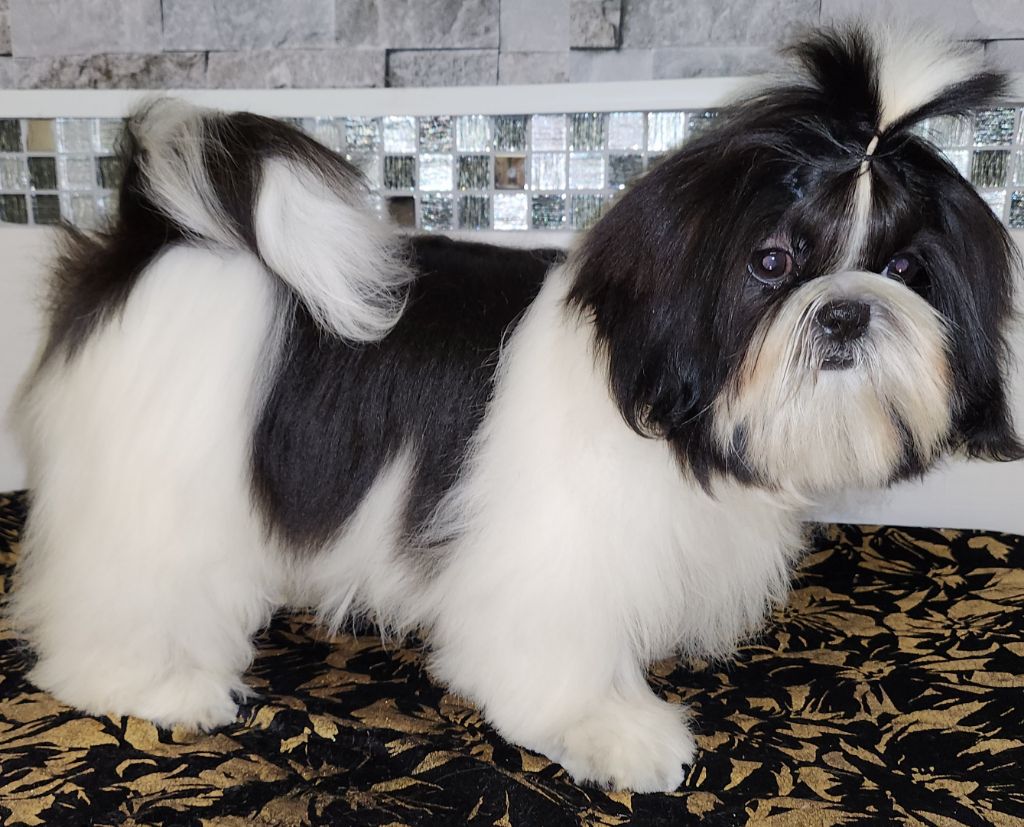 du chateau d'o-riant - Shih Tzu - Portée née le 18/12/2024