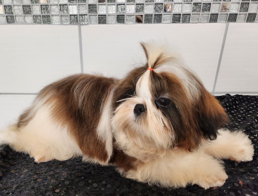 du chateau d'o-riant - Chiots disponibles - Shih Tzu