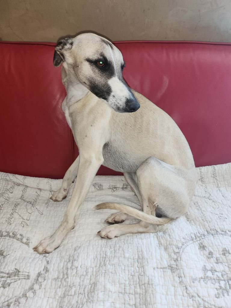 du chateau d'o-riant - Chiots disponibles - Whippet