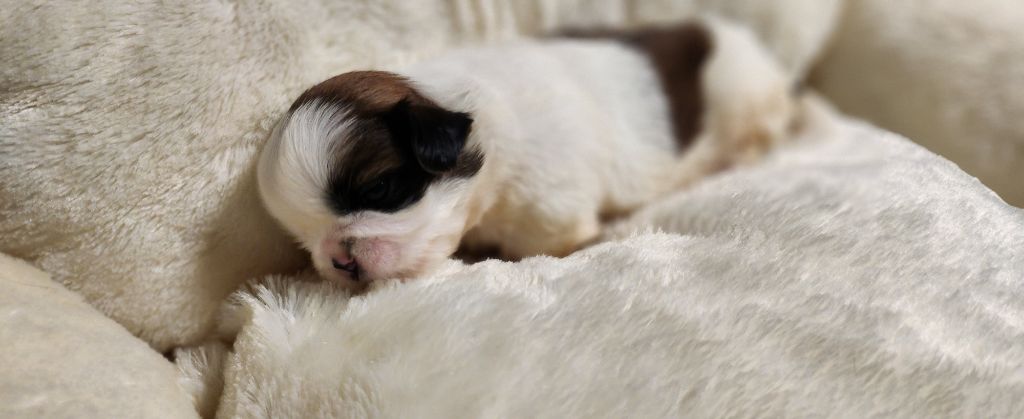 du chateau d'o-riant - Chiots disponibles - Shih Tzu