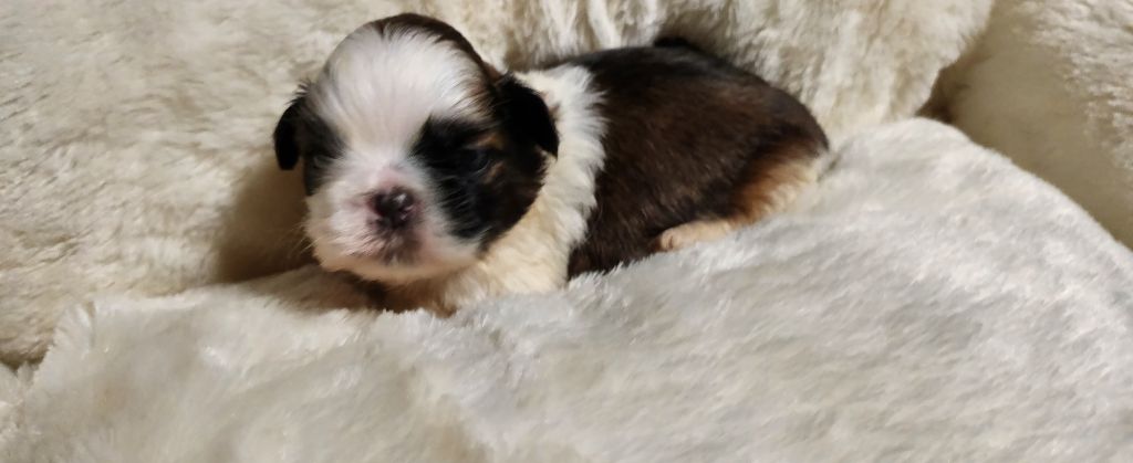 du chateau d'o-riant - Chiots disponibles - Shih Tzu