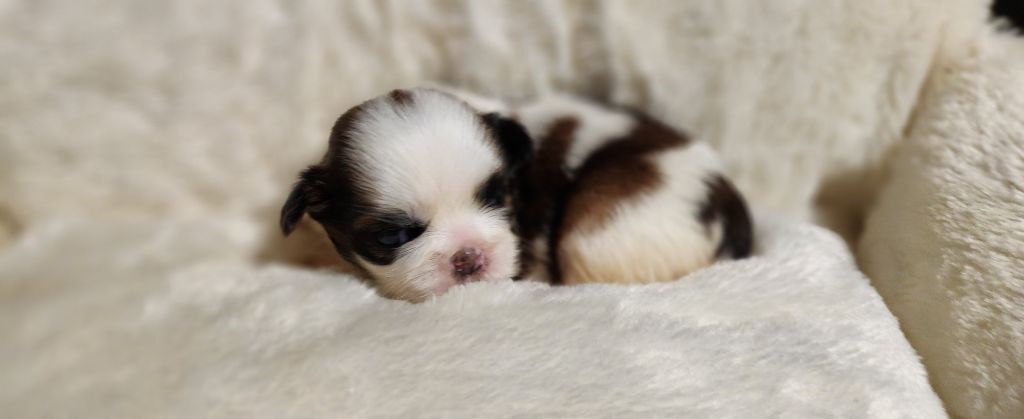 du chateau d'o-riant - Chiots disponibles - Shih Tzu