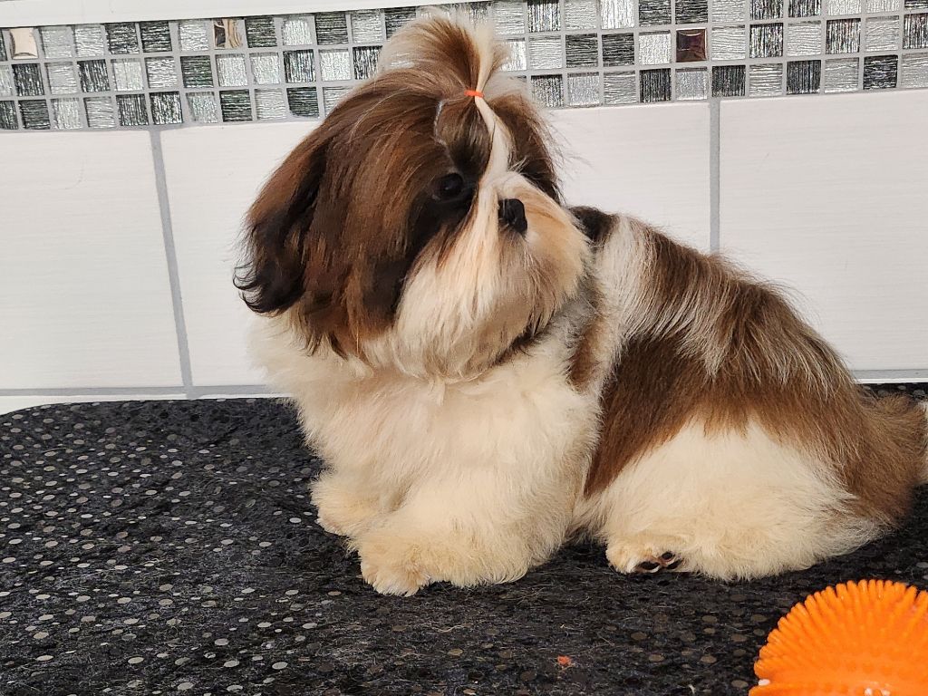 du chateau d'o-riant - Chiots disponibles - Shih Tzu
